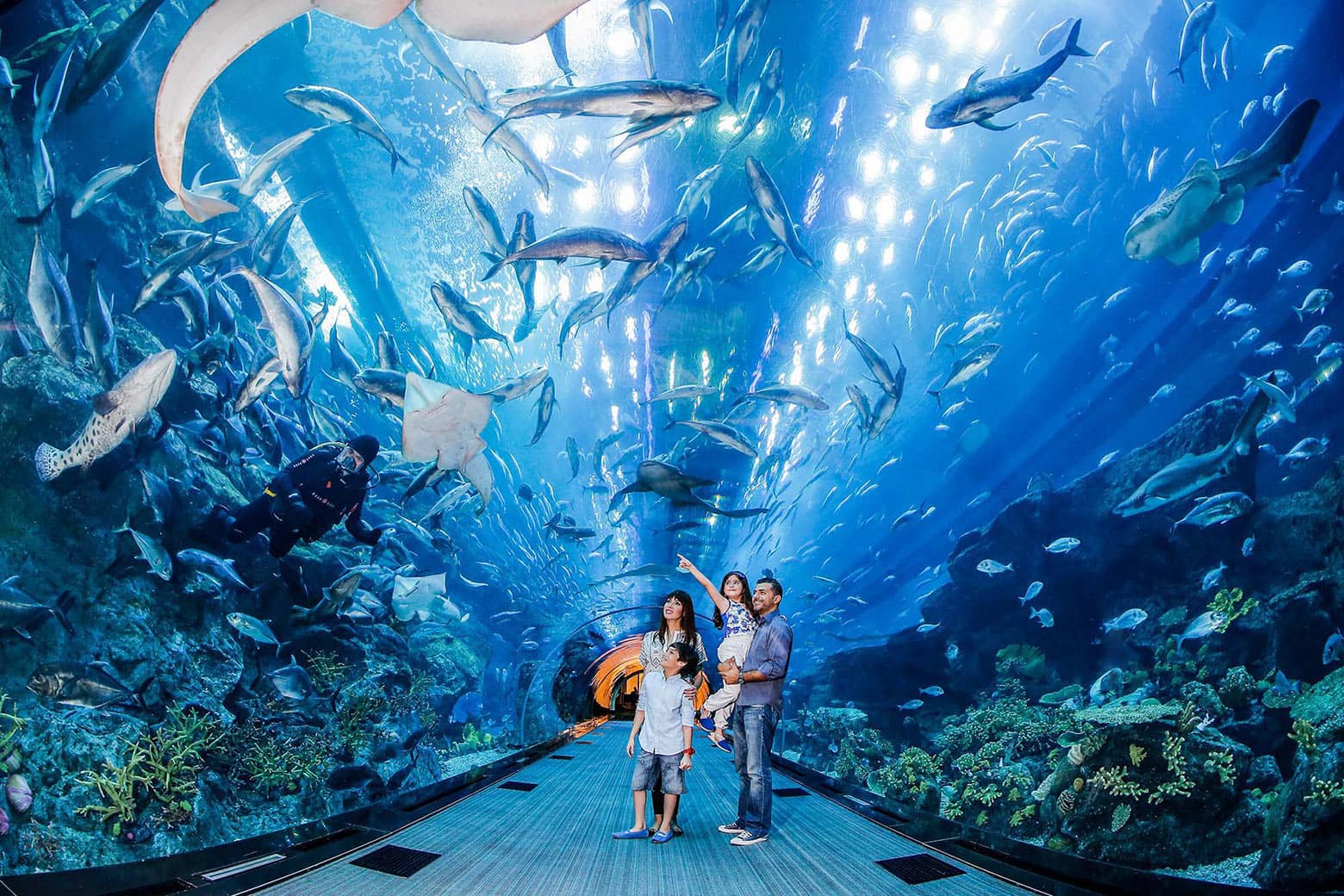 dubai mall aquarium tour