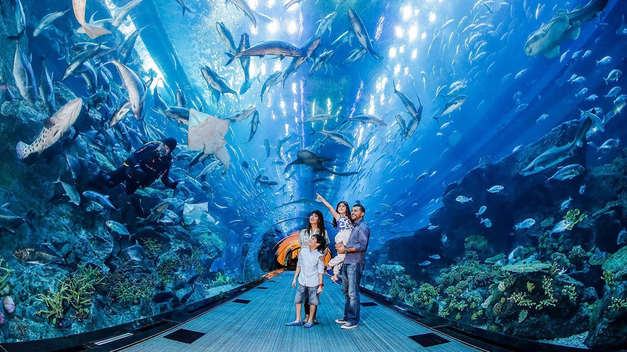 Dubai Aquarium & Underwater Zoo experience