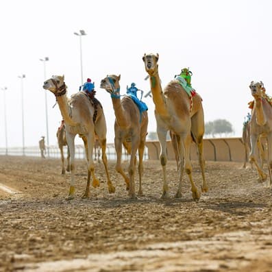 Dubai Camel Race Track