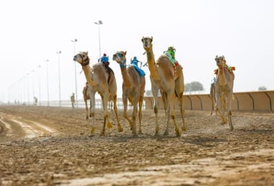 Al Marmoom Camel Racing in Dubai
