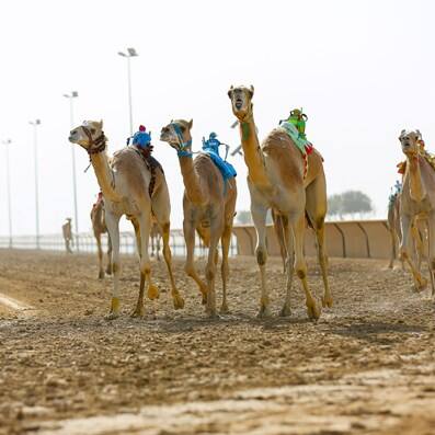 Al Marmoom Dubai Camel Race Track Visit Dubai