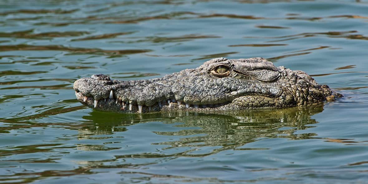 Dubai Crocodile Park