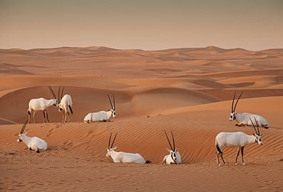 A group of Arabian oryx resting in the desert.