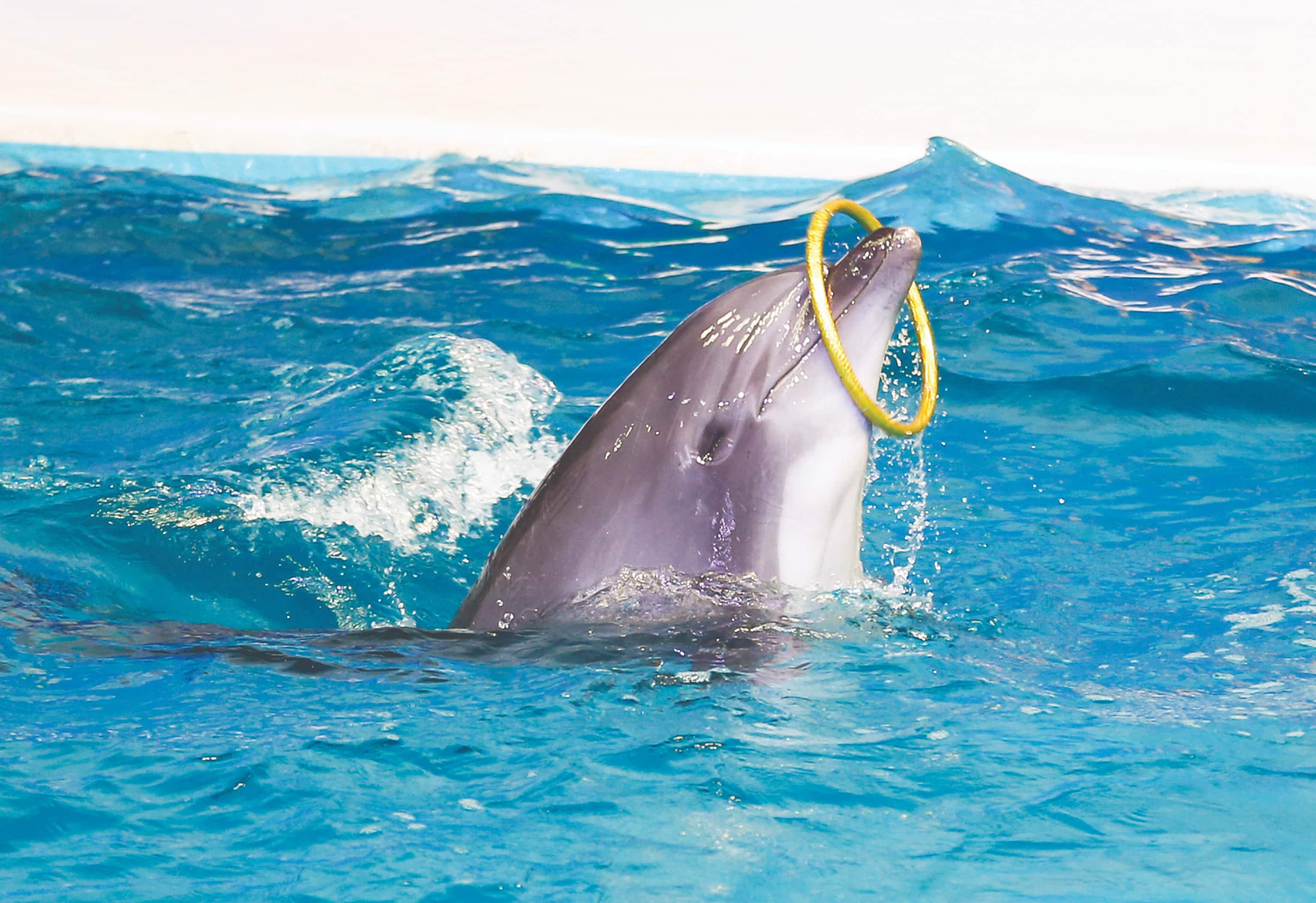 Dubajské delfinárium | Zaplavejte si, hrajte si a učte se s delfíny