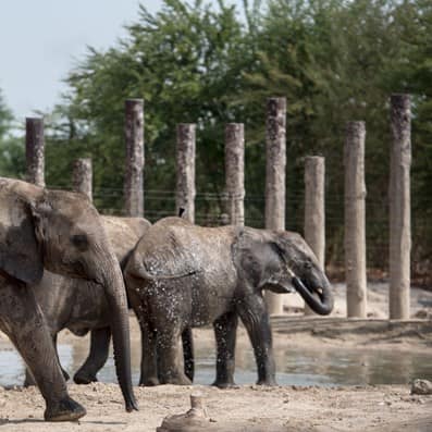 /GatherContent/poi/d/dubai-safari-park/fallback-image/dubai-safari-03