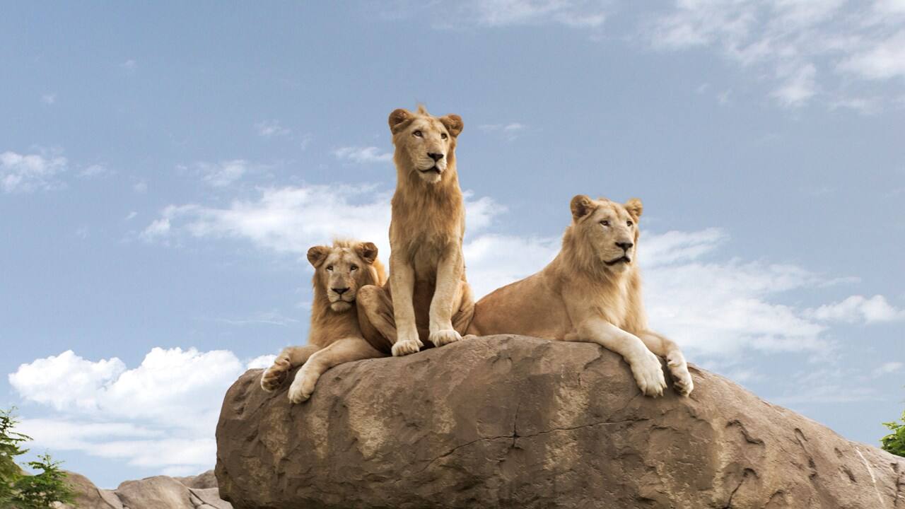 Dubai Safari Park experience