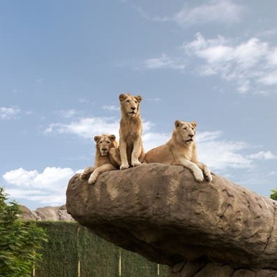 Lions at Dubai Safari Park