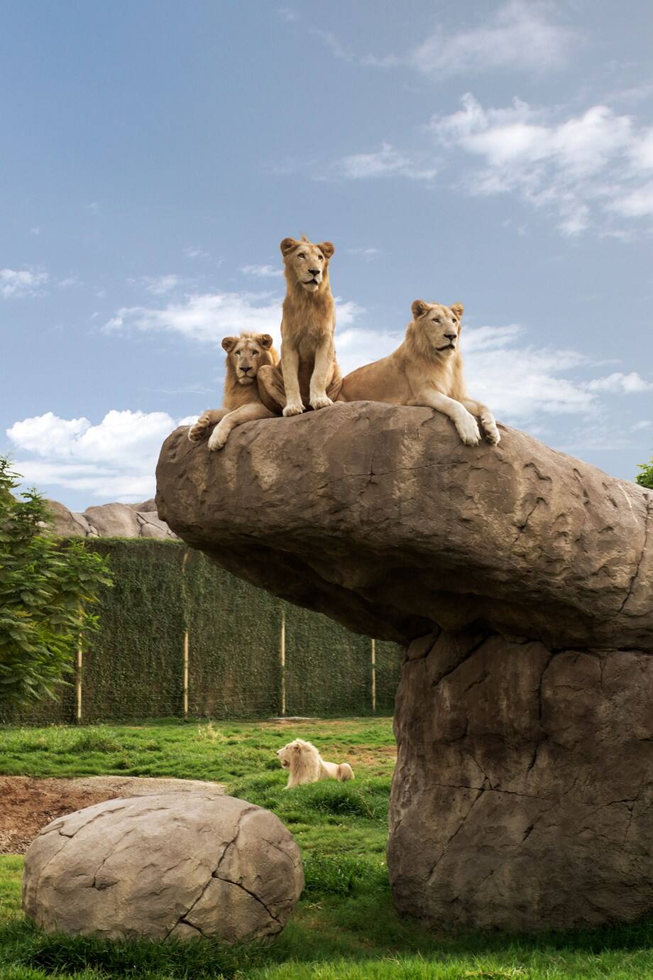 迪拜野生动物园的狮子