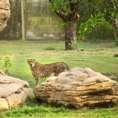 /GatherContent/poi/d/dubai-safari-park/fallback-image/dubai-safari-07