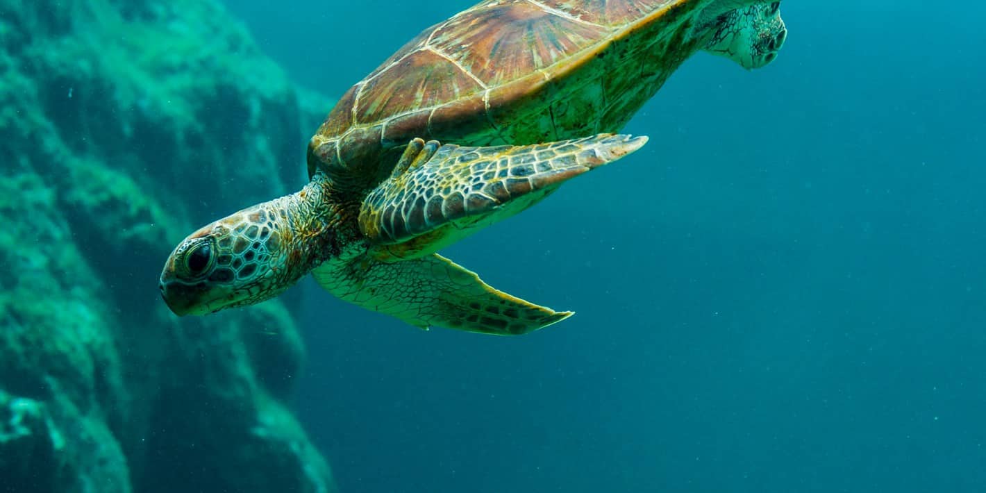 Dubai Turtle Rehabilitation Project