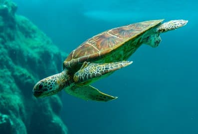 Dubai Turtle Rehabilitation Project