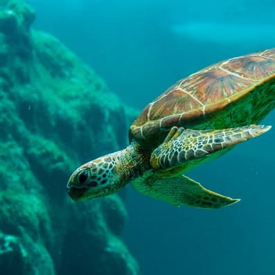 Dubai Turtle Rehabilitation Project