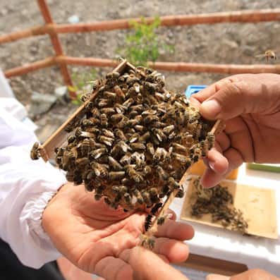 hatta-honey-bee-garden-02