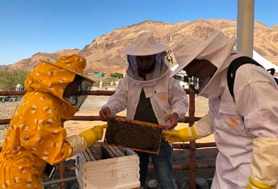 A honey bee farm and beekeepers showing honey palette with Hatta mountains in the background