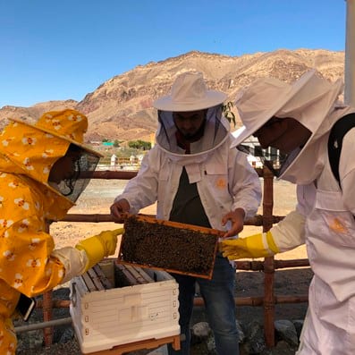 hatta-honey-bee-garden-dtcm