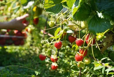 hatta strawberry farm poi