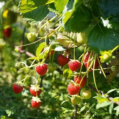 hatta strawberry farm poi