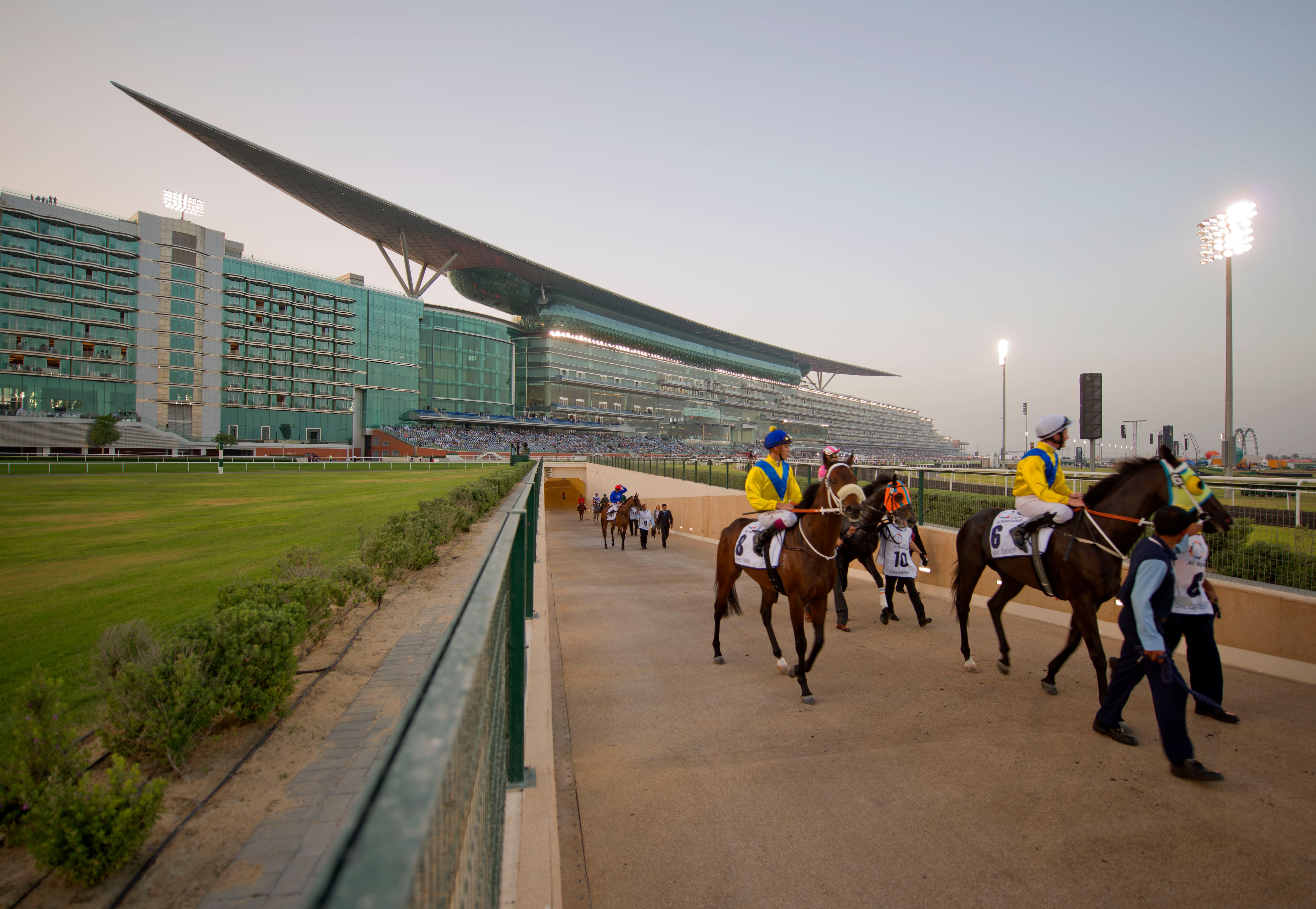 dubai stable tour