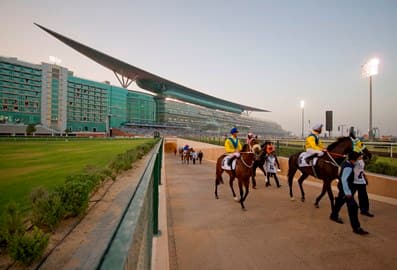 Meydan Stable Tours