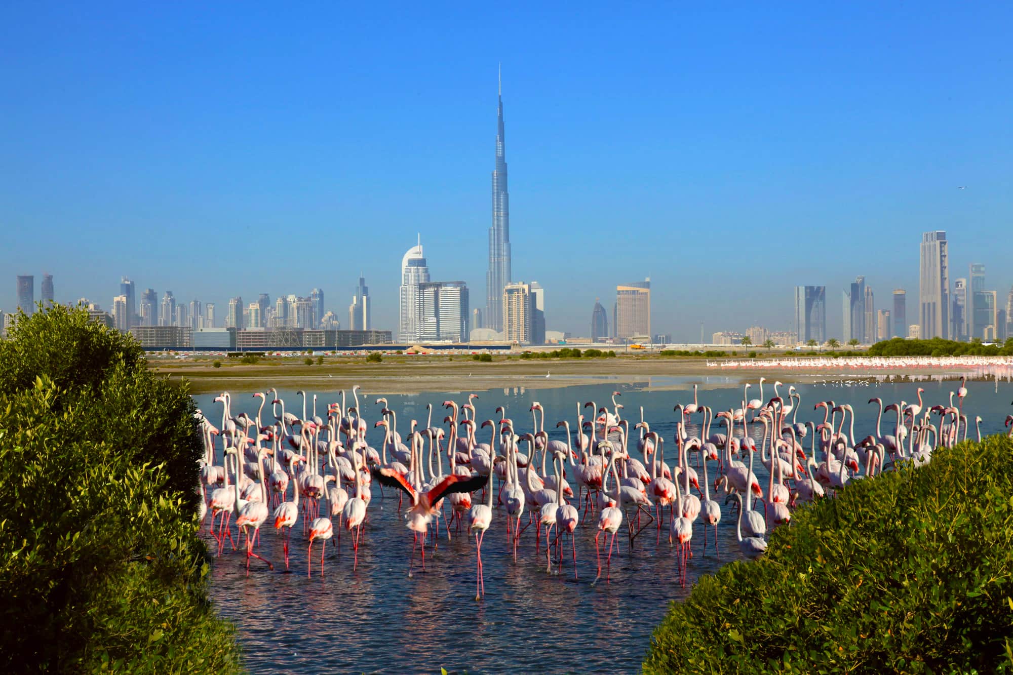 Рас аль хор. Ras al Khor Дубай. Заповедник Фламинго рас-Аль-хор Дубай. Озеро Фламинго в Дубае. Dubai Creek Harbour Фламинго.