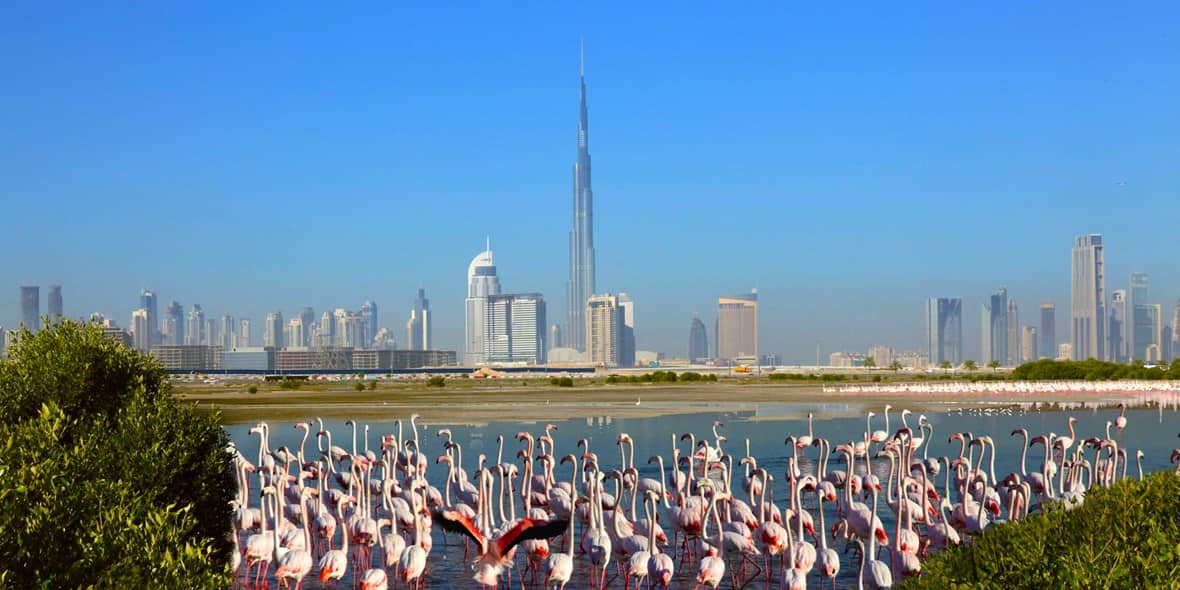 Ras Al khor Wildlife Sanctuary Dubai