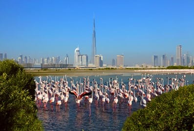 Ras Al khor Wildlife Sanctuary Dubai