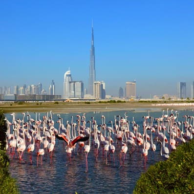 Ras Al khor Wildlife Sanctuary Dubai