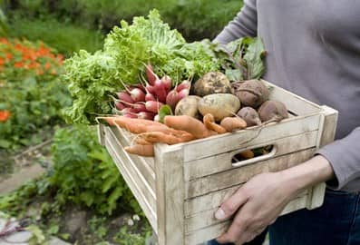 Organic Farmers Souq