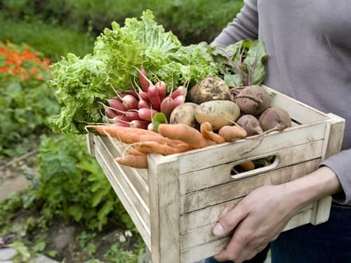 Organic Farmers Souq