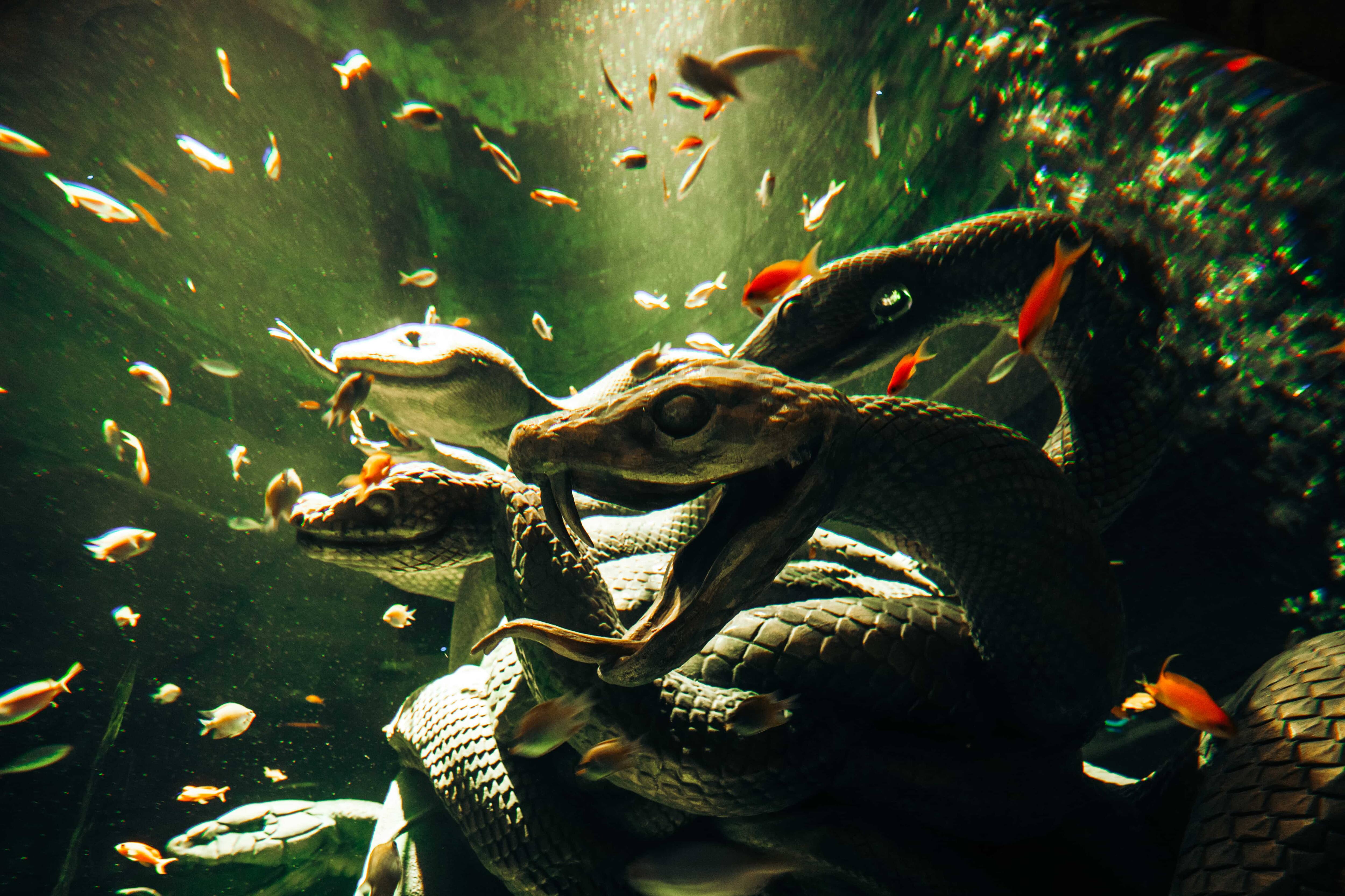 The lost world aquarium