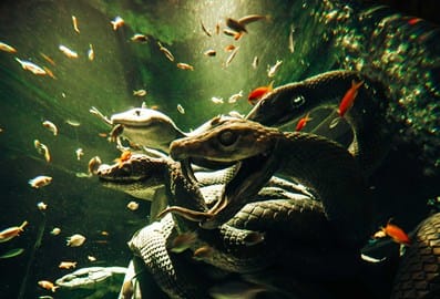 The lost world aquarium