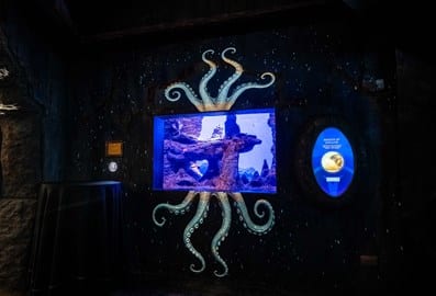 The lost world aquarium octopus