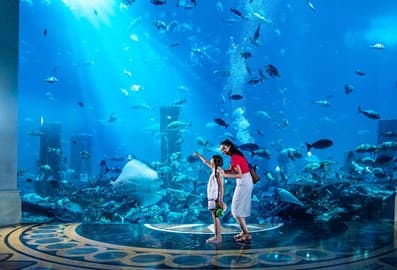 /GatherContent/poi/t/the-lost-chambers-aquarium/fallback-image/the-lost-chambers-aquarium