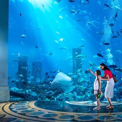 /GatherContent/poi/t/the-lost-chambers-aquarium/fallback-image/the-lost-chambers-aquarium