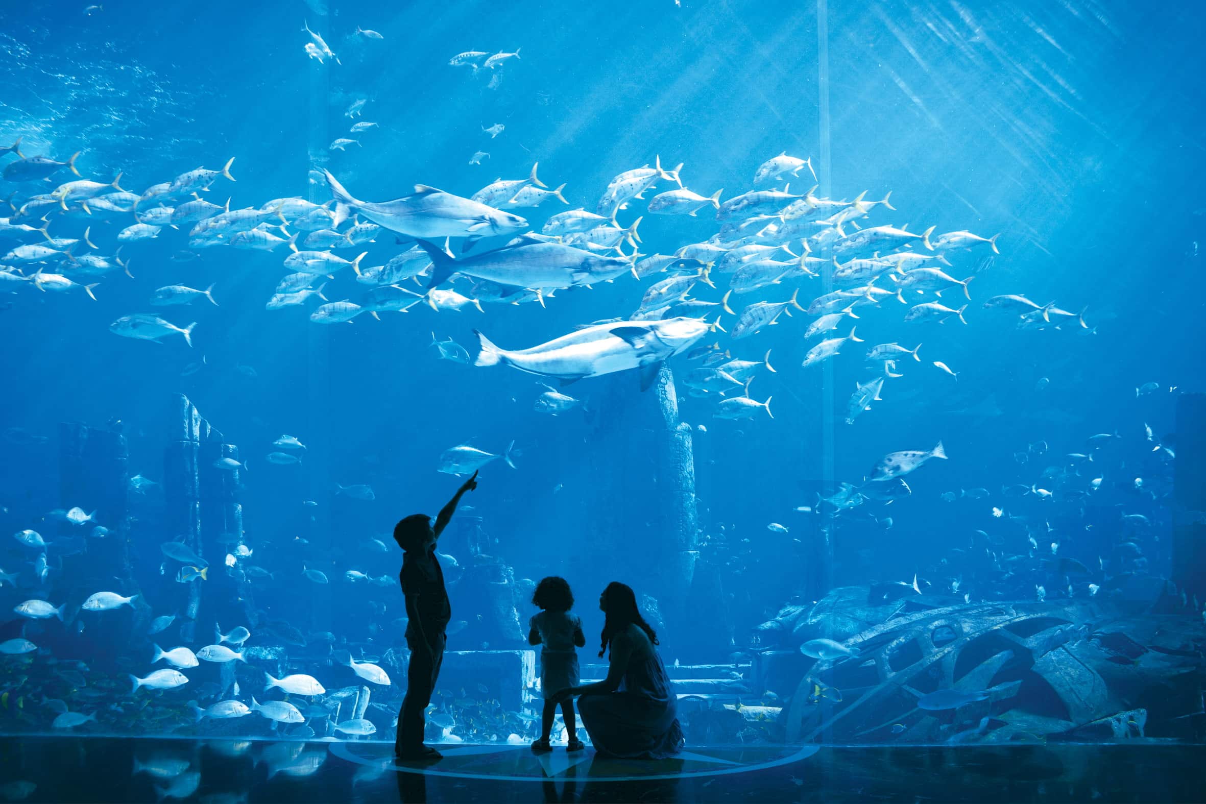 The Lost Chambers Aquarium | Atlantis The Palm | Visit Dubai