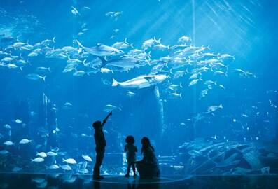 The Lost Chambers Aquarium Dubai