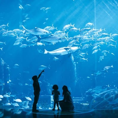 The Lost Chambers Aquarium Dubai