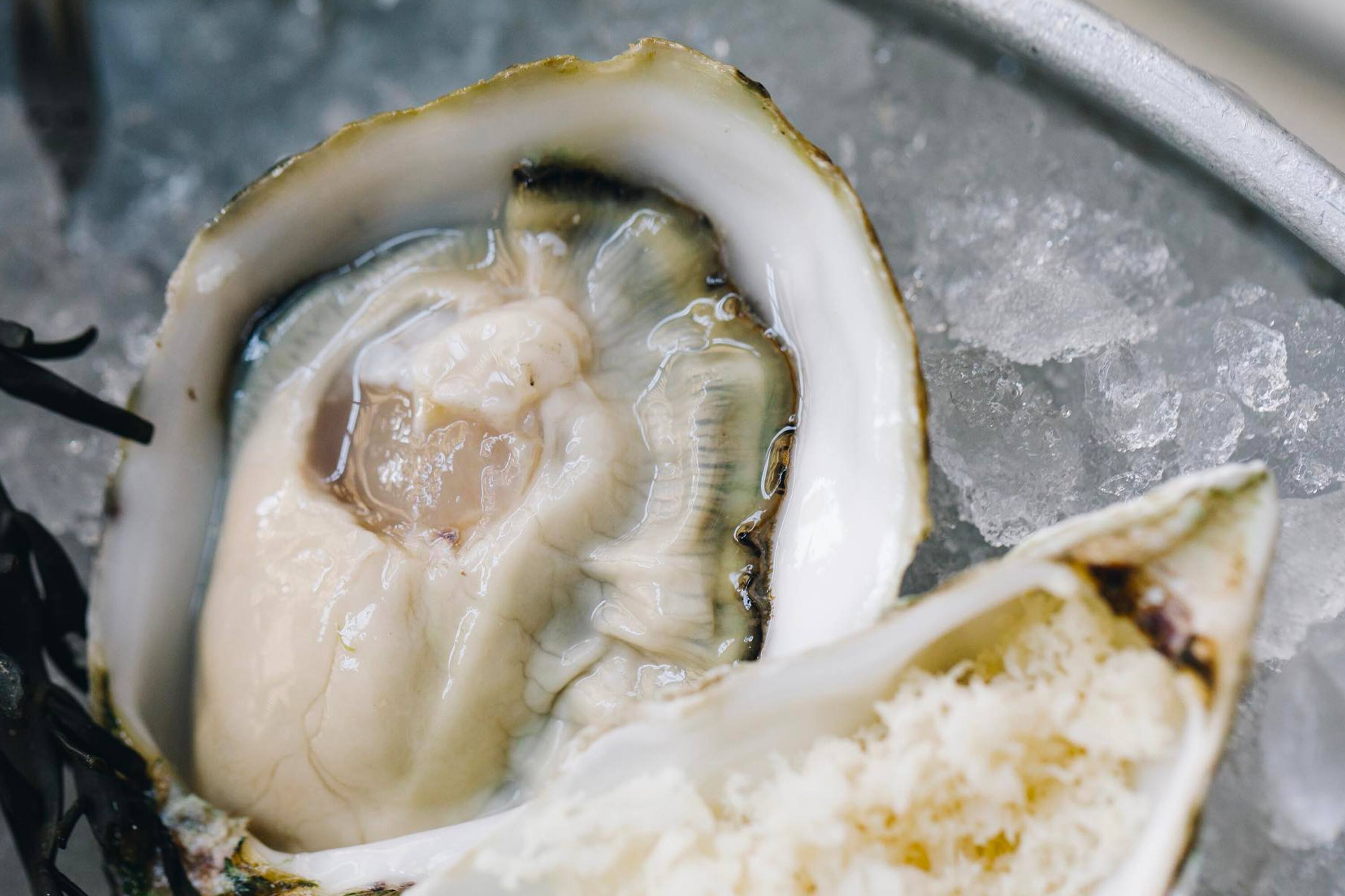 The MAINE Oyster Bar & Grill Visit Dubai