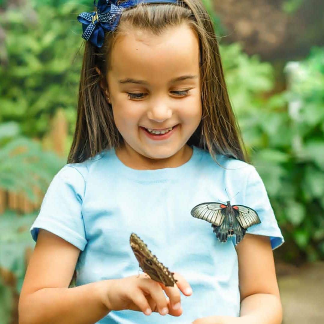 Dubai Butterfly Garden Visit Dubai dubai-butterfly-garden-visit-dubai