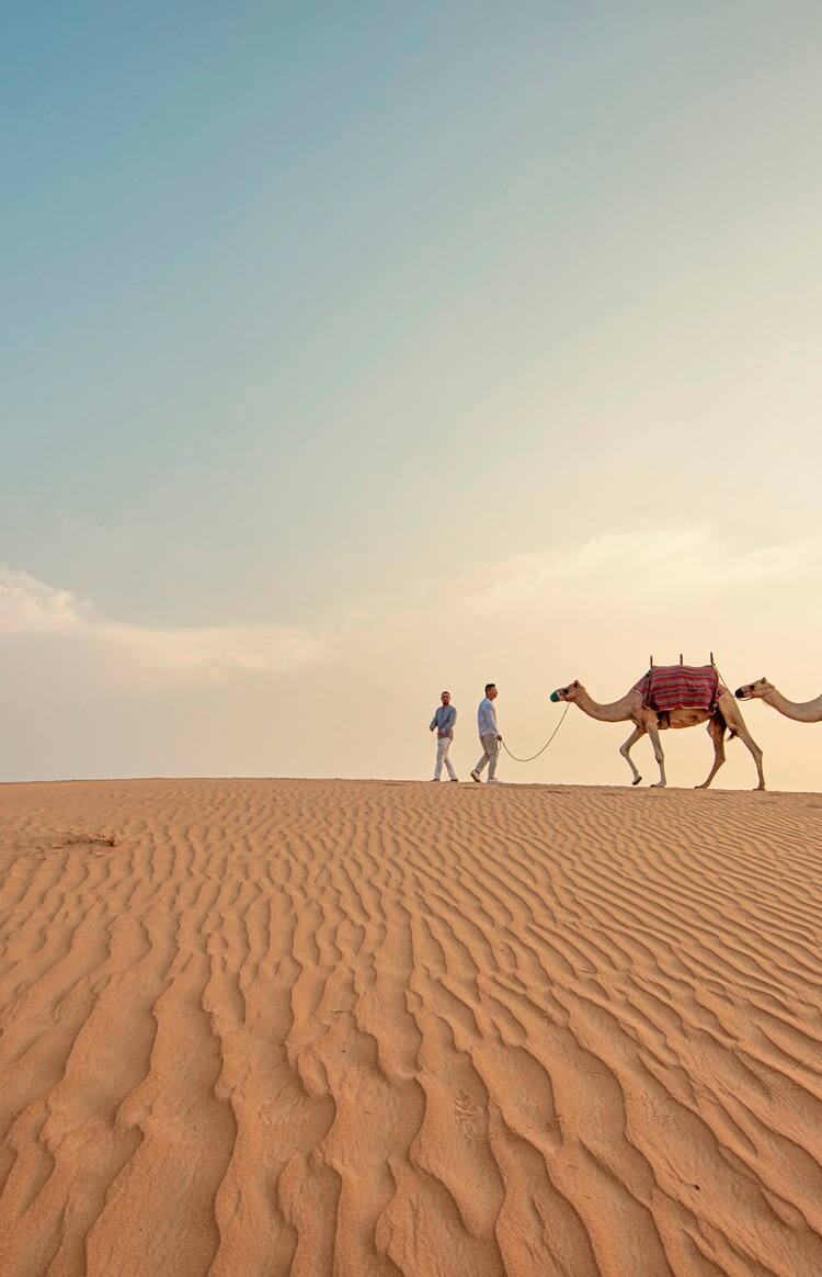 Camels are walking in a line in Dubai desert