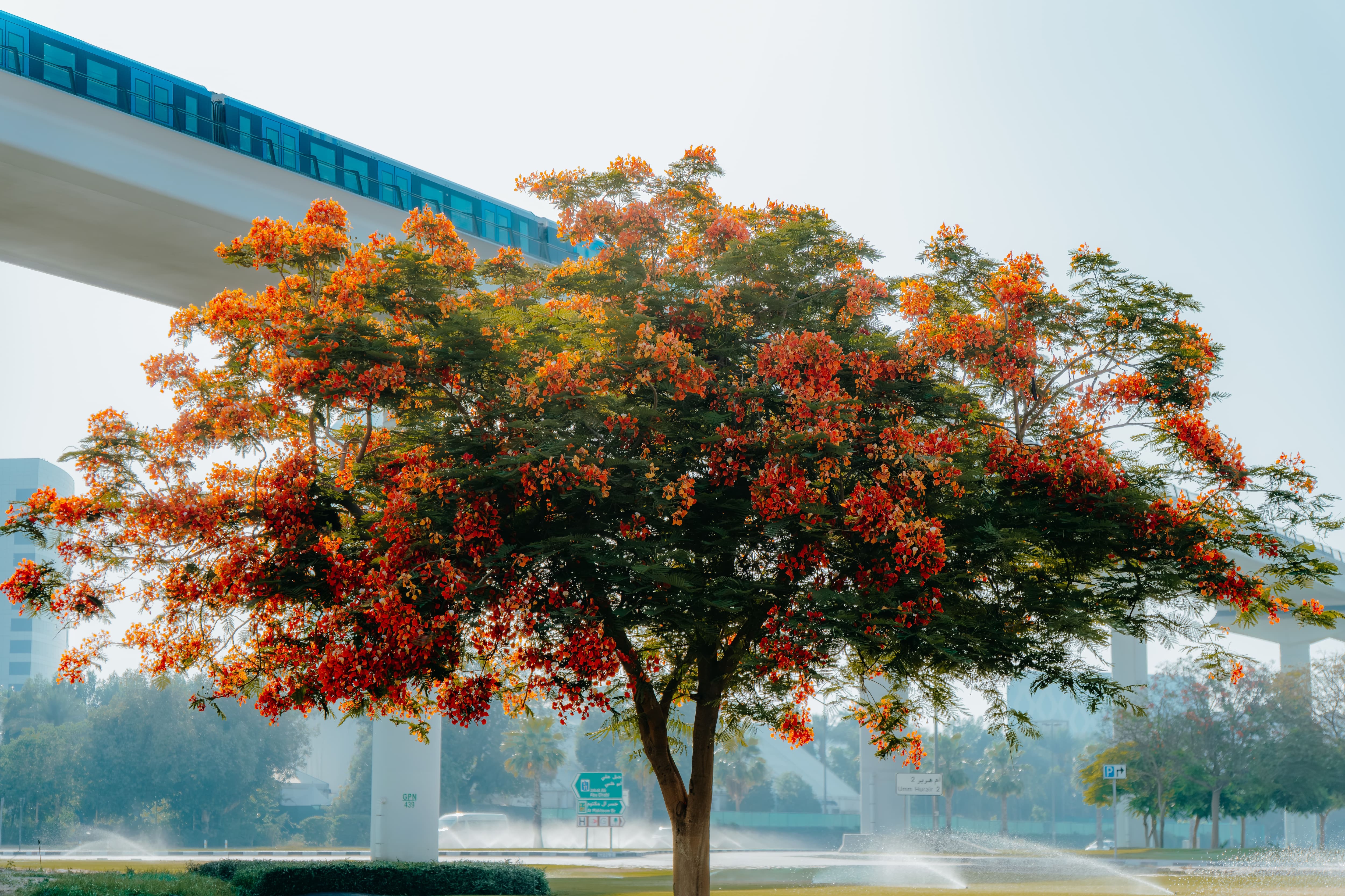 Flame Tree Season
