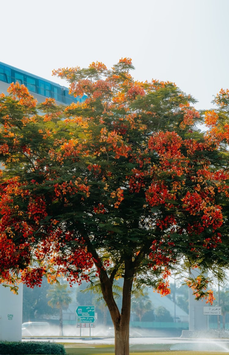 Flame Tree Season