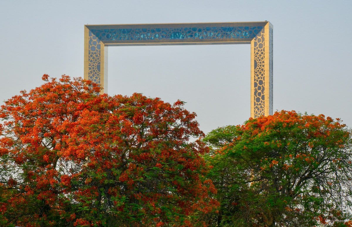 Flame Tree Season