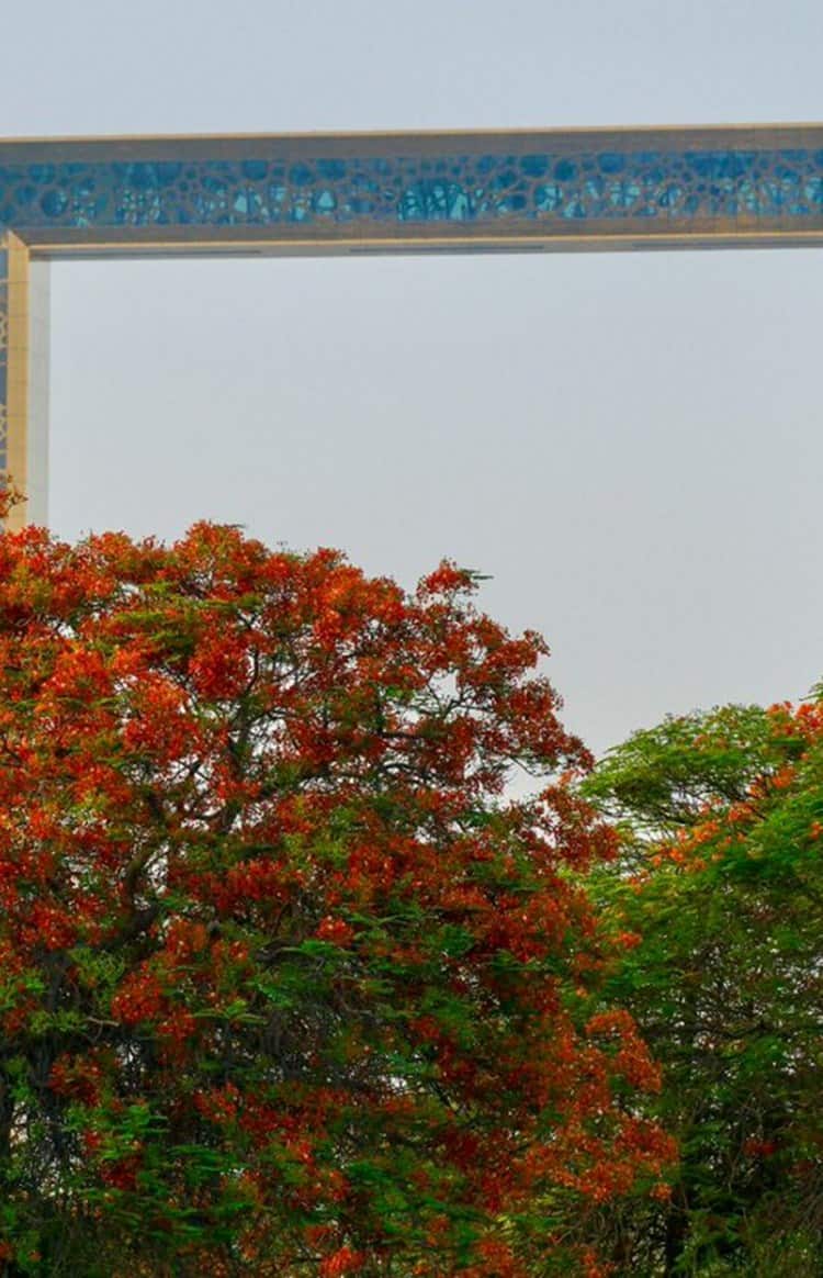Flame Tree Season