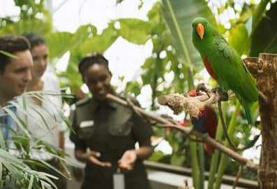 Africa, Family, Green Planet