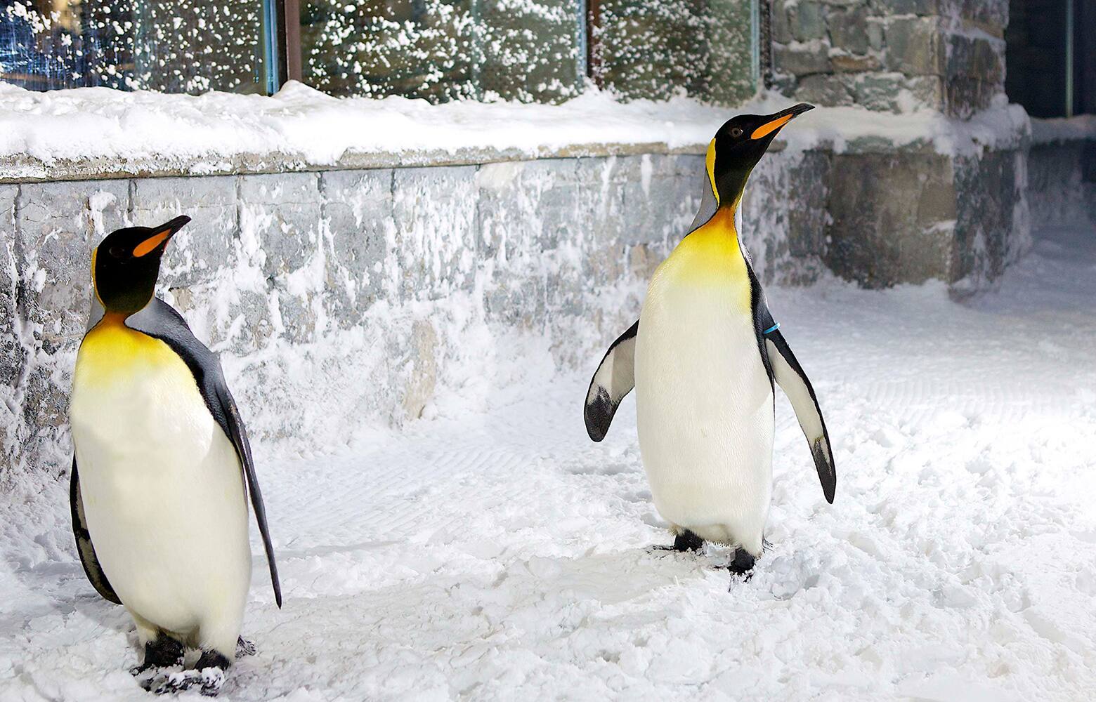 Penguin Encounter at Dubai Aquarium | Visit Dubai