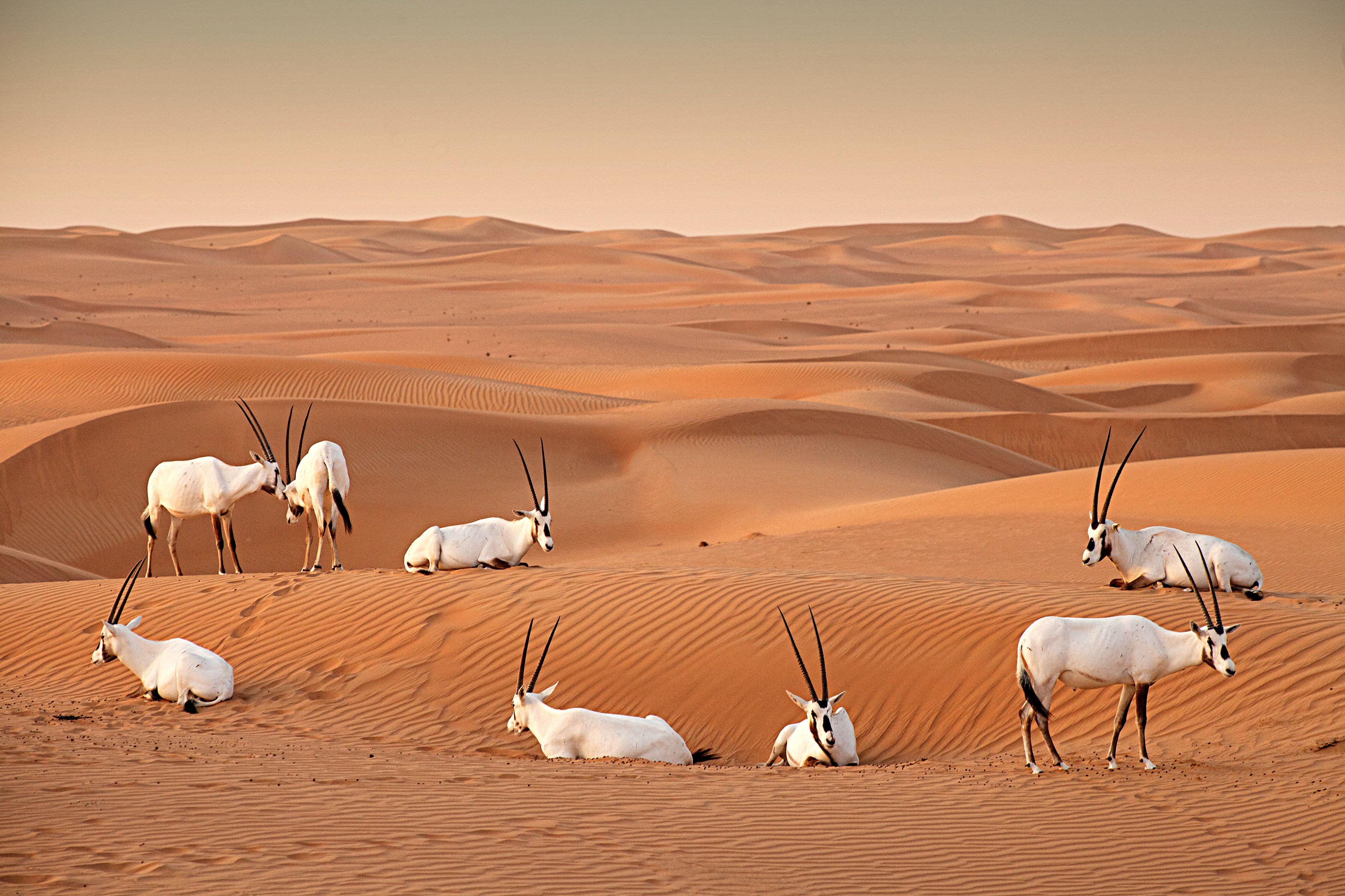 Al Marmoom Desert Conservation Reserve | Visit Dubai
